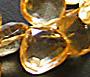 Golden Citrine Faceted 6-9mm Briolettes